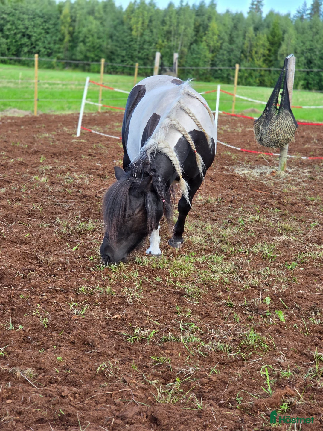 Allround hästar till salu: Underbar Shetlandsponny söker rätt hem - Annons 2