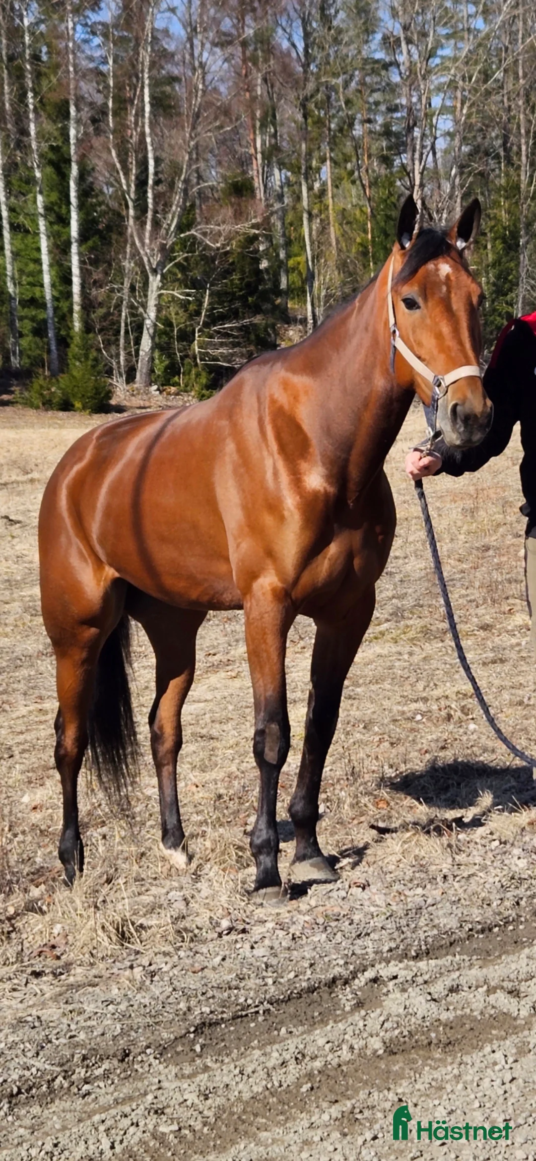 Trav hästar till salu: 7 årigt Avelsto - Annons 1