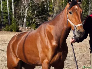 hästar 7 årigt Avelsto - Annons 16