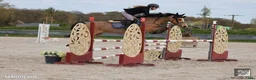 Hoppning hästar till salu: 148 120 Jumping Pony in France - Annons 1