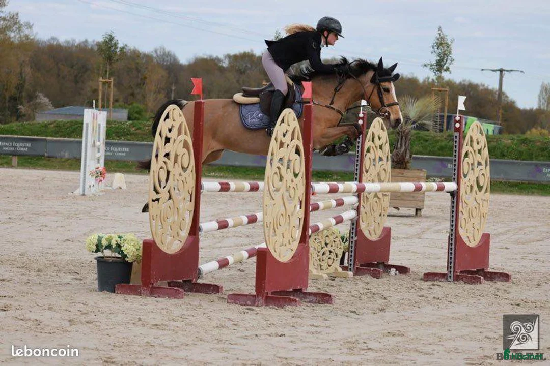 Hoppning hästar till salu: 148 120 Jumping Pony in France - Annons 1