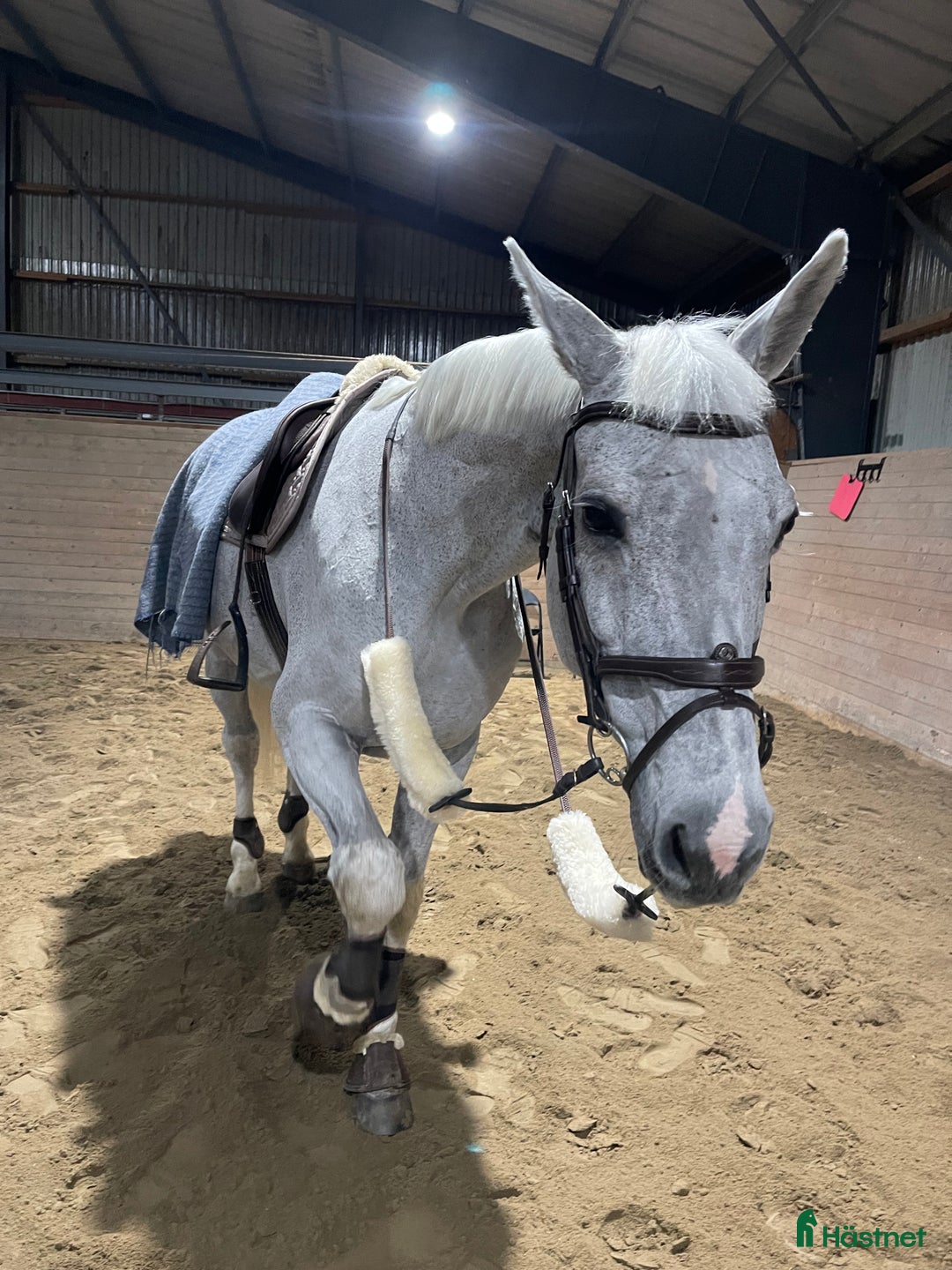 Allround hästar till salu: Underbart sto utöver det vanliga! i Säve - Annons 4