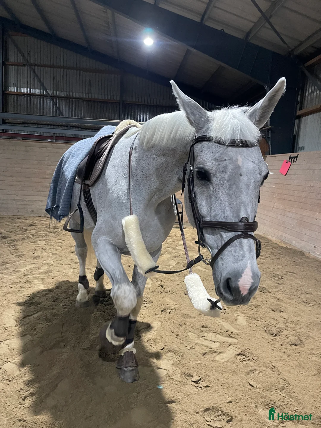 Allround hästar till salu: Underbart sto utöver det vanliga! - Annons 4