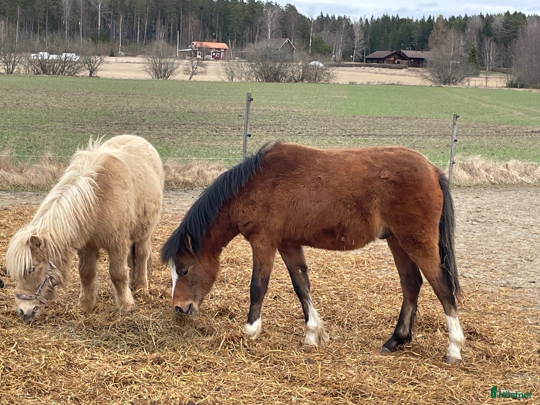 Allround hästar till salu: Welsh Mountain med fina rörelser!  i Heby - Annons 3