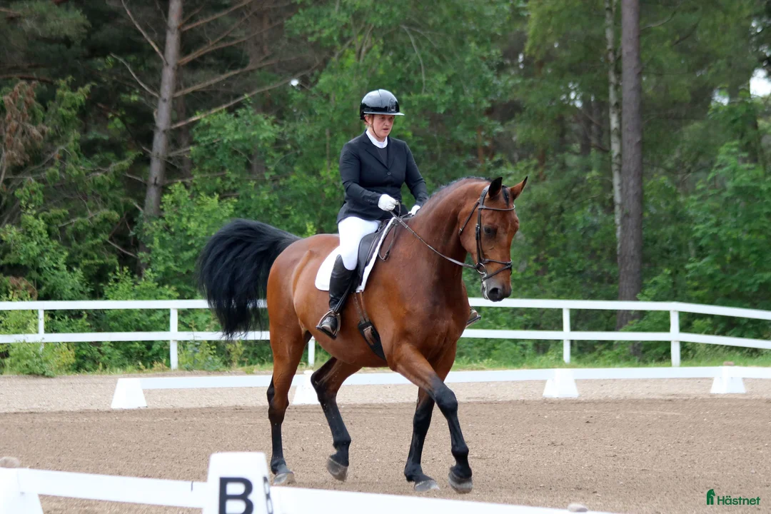 Allround hästar till salu: Allround häst i Klintehamn - Annons 2