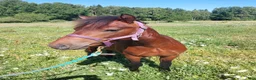 Övrigt hästar till salu: Lovande hingst  - Annons 3