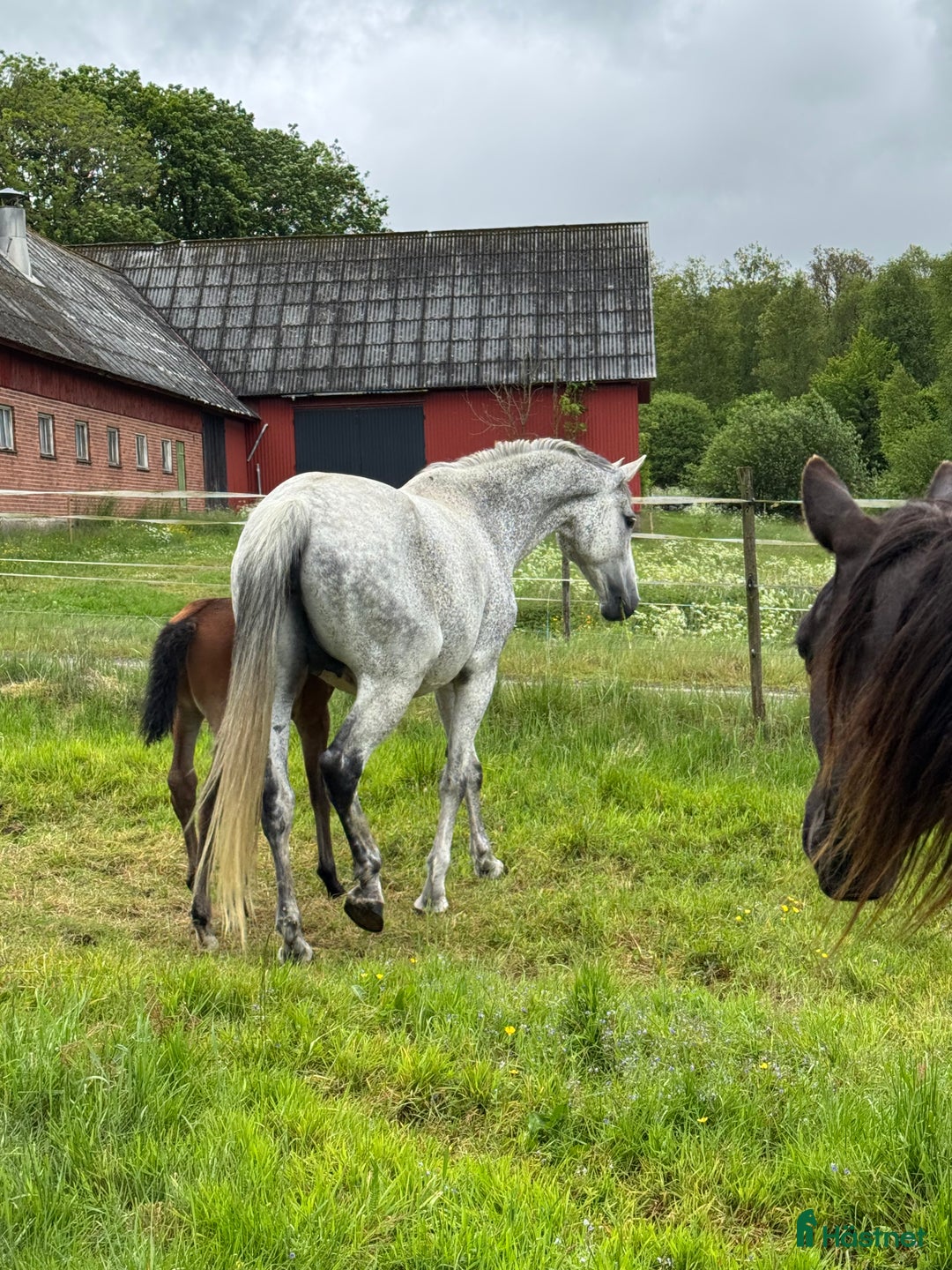 Allround hästar till salu: Min älskade Pärlan 🩷 i Ullared - Annons 6