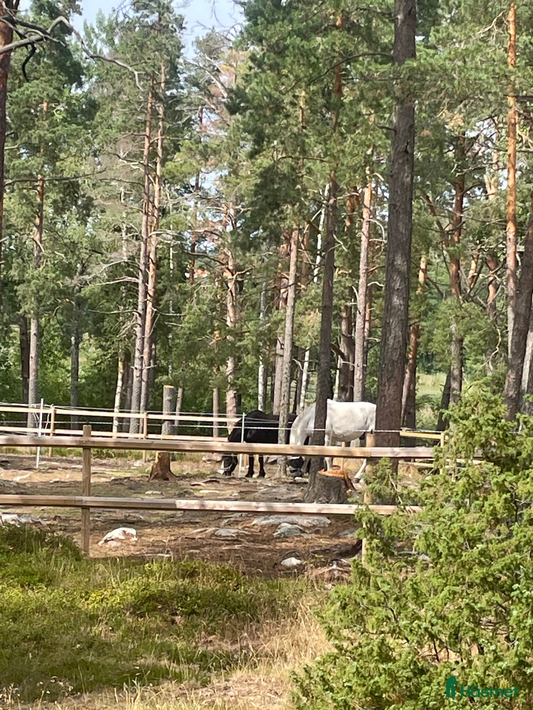  stallplats finnes: Boxplats för 2 valacker!  - Annons 9