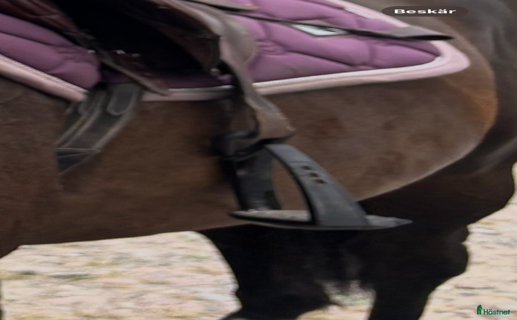 Stigbyglar hästutrustning till salu i Habo - Annons 39