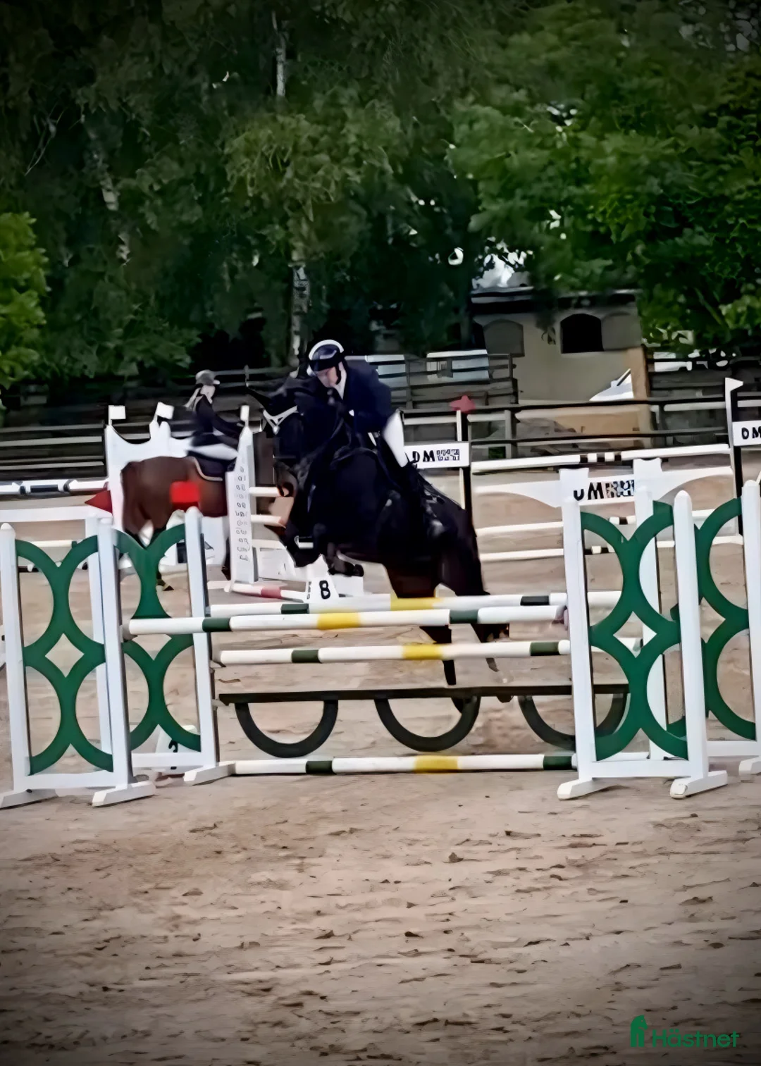 Hoppning hästar till salu: Välhoppande rutinerat hoppsto med fina gångarter - Annons 1