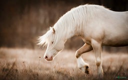 Avelshästar hästar till salu: Welsh av Cobtyp hingst! Kan även kastreras i Heby - Bild 9