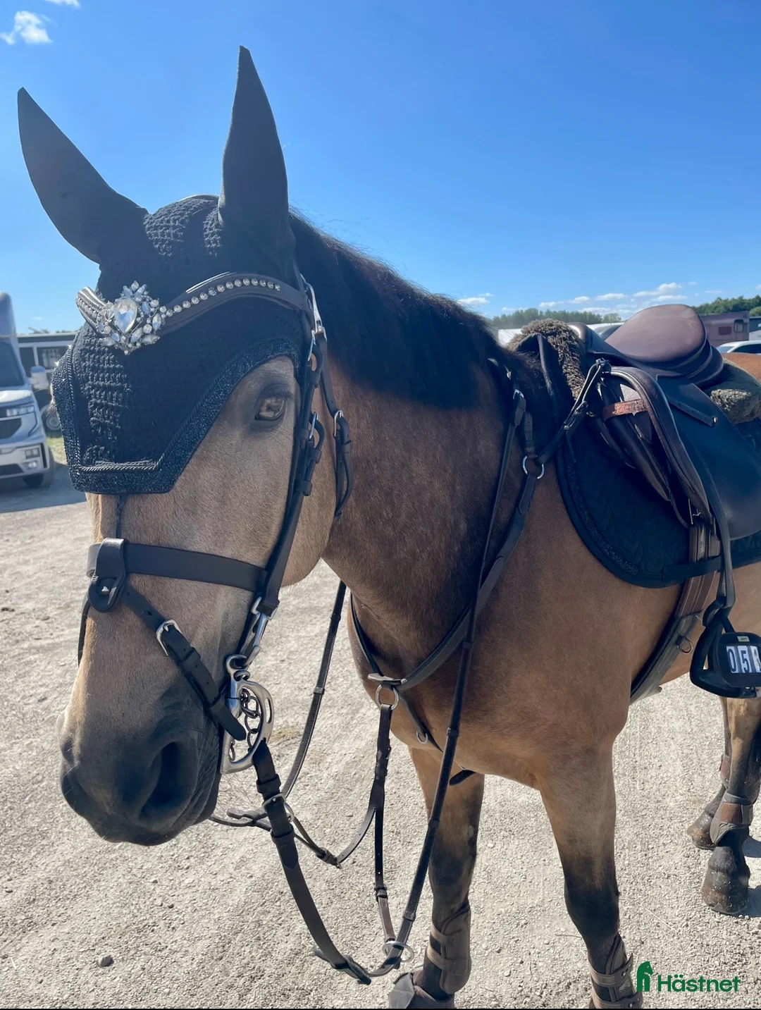 Hoppning hästar till salu: C-ponny med extra allt 🤩 - Annons 2