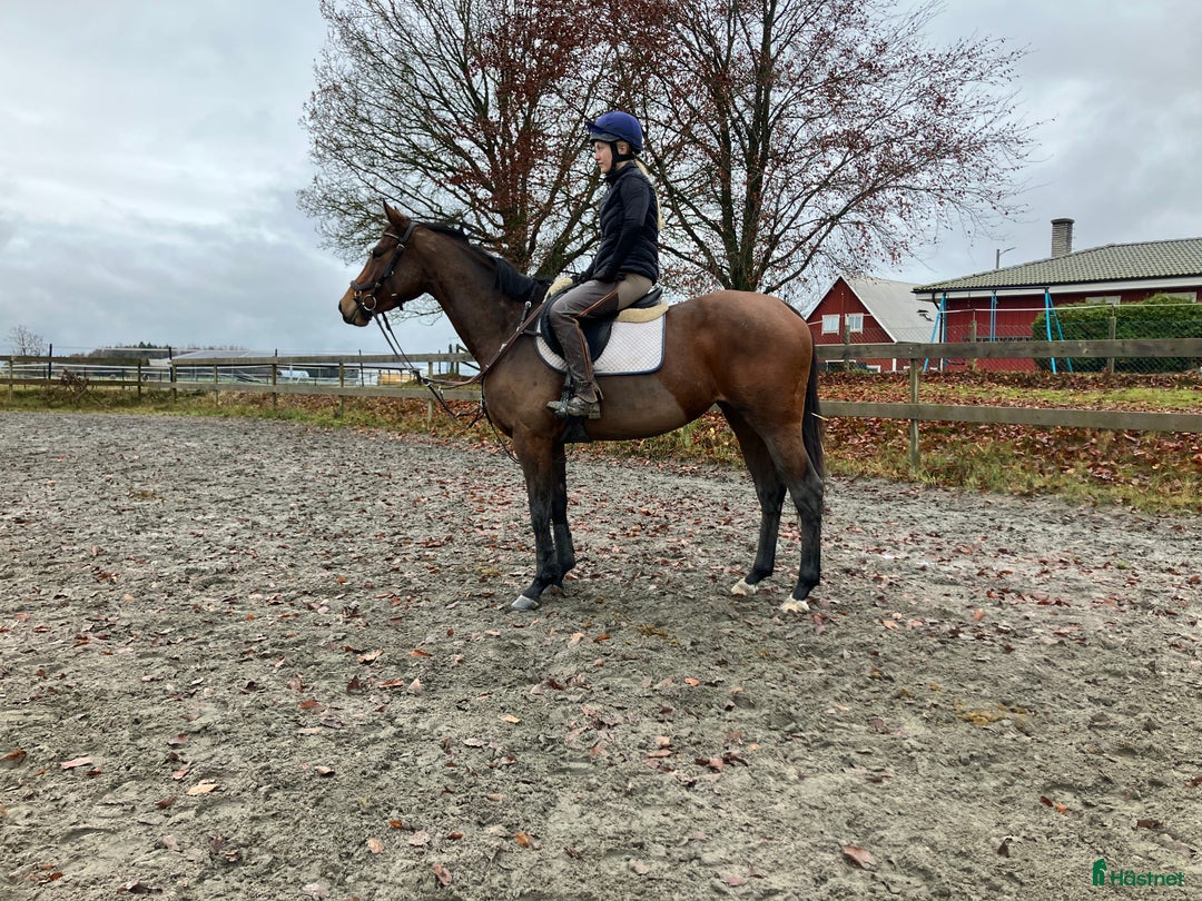 Allround hästar till salu: Riktigt trevligt sto med hög ridbarhet  i Skara - Annons 2