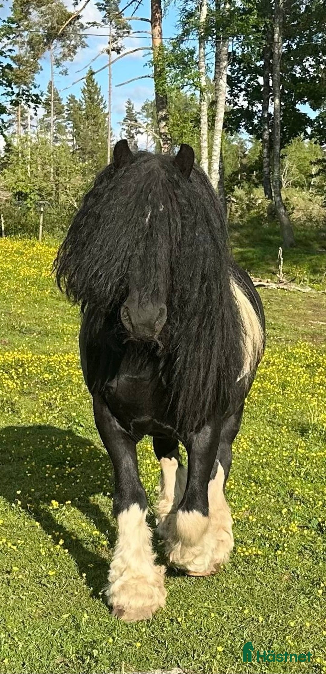 Avelshästar hästar till salu: Silversvart sto! i Sävsjö - Annons 12