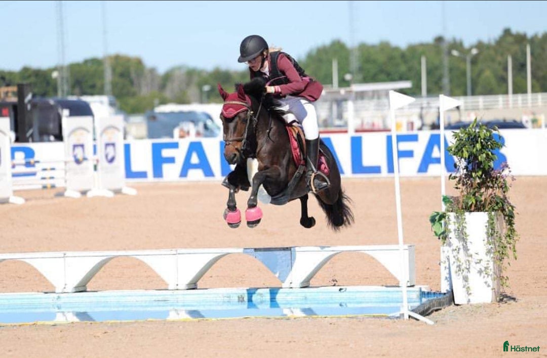 Hoppning hästar till salu: Fantastiskt SM ponny säljes i Sjöbo - Annons 1