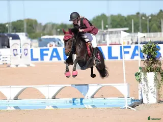 hästar Fantastiskt läromästare säljes i Skåne - Annons 3