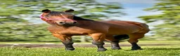 Allround hästar till salu: Personligt sto som blir vad man gör henne till - Annons 1