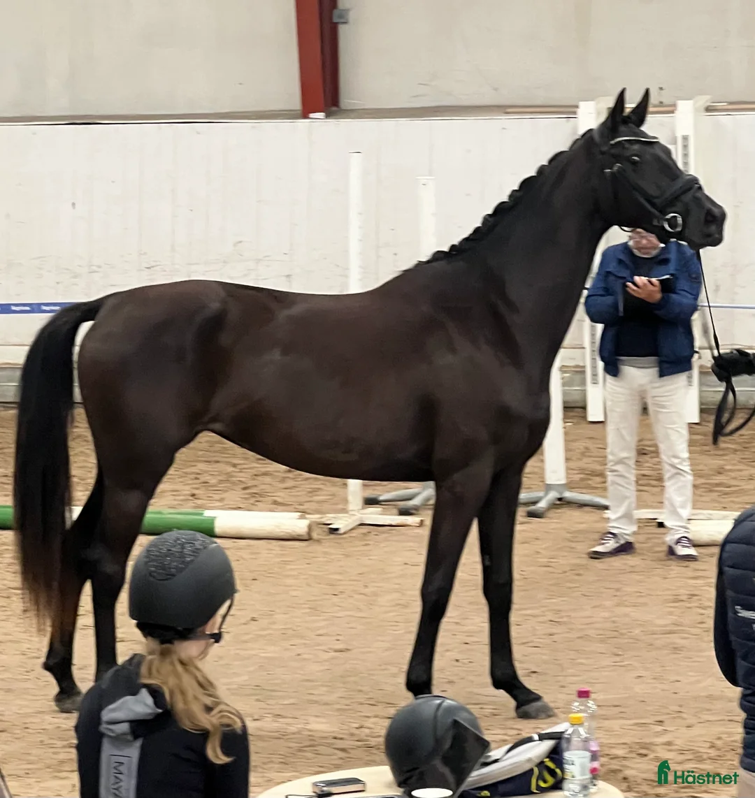 Dressyr hästar till salu: Vackert dressyrsto med framtida potential  i Simrishamn - Annons 2