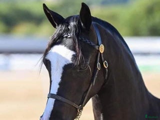 hästgårdar Ponnyfamiljen planerar i Falköping - Annons 4