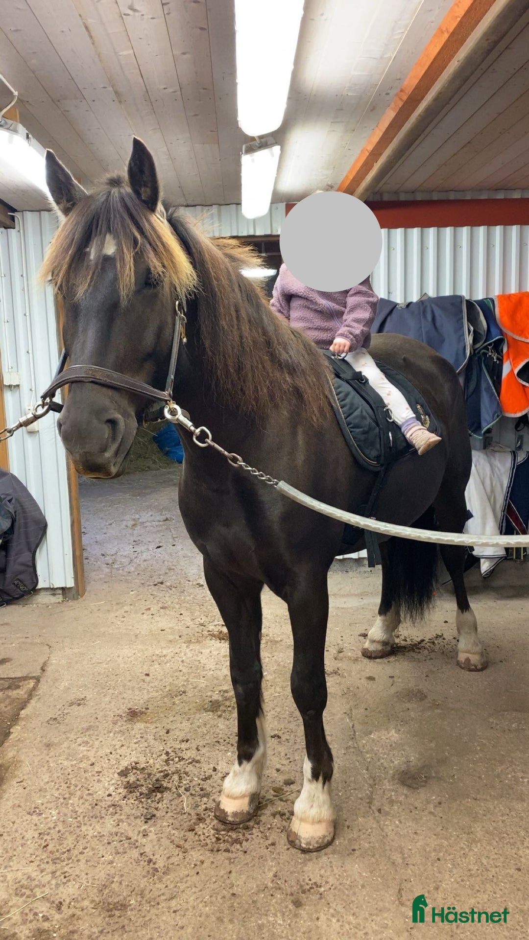 Allround hästar till salu: Snygg kallblodstravare  i Älvdalen - Annons 2