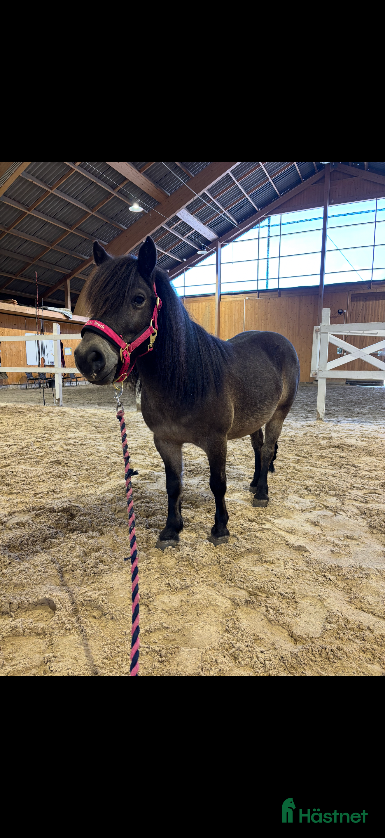  hästar Världens snällaste barnponny söker nytt hem i Torslanda - Annons 1