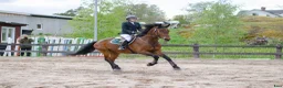Hoppning hästar till salu: Trevlig 5-åring för framtiden - Annons 2