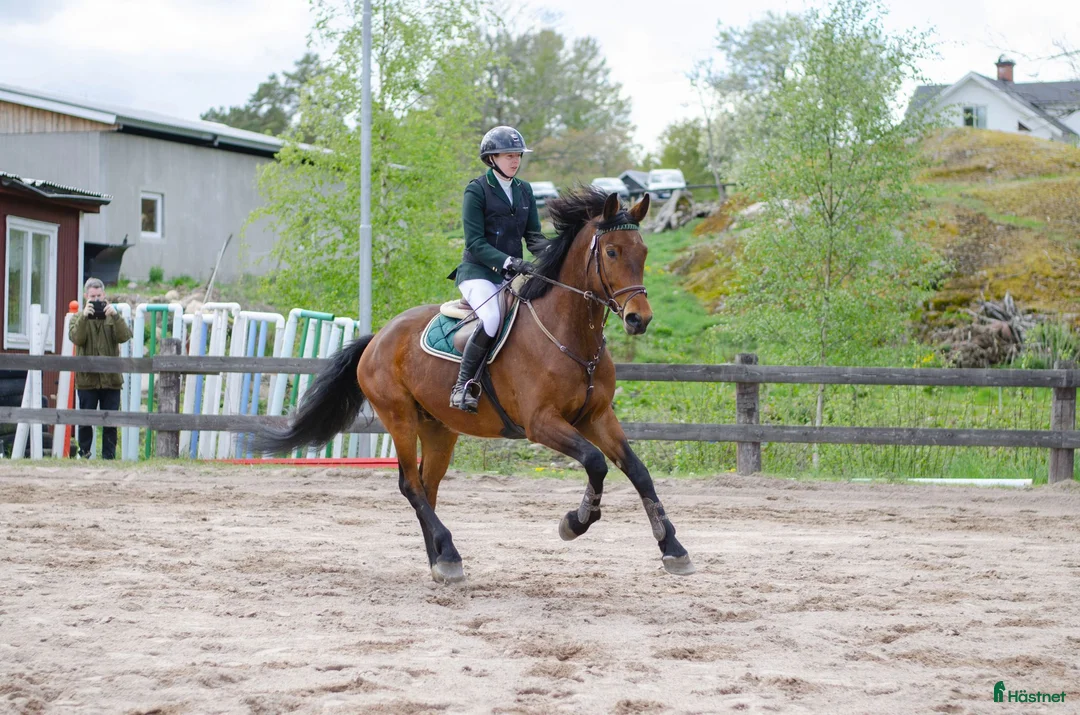 Hoppning hästar till salu: Trevlig 5-åring för framtiden - Annons 2