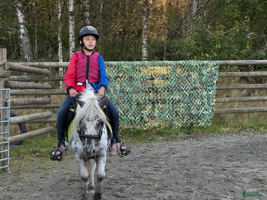 Allround hästar till salu: Trygg ponny i Frillesås - Annons 5