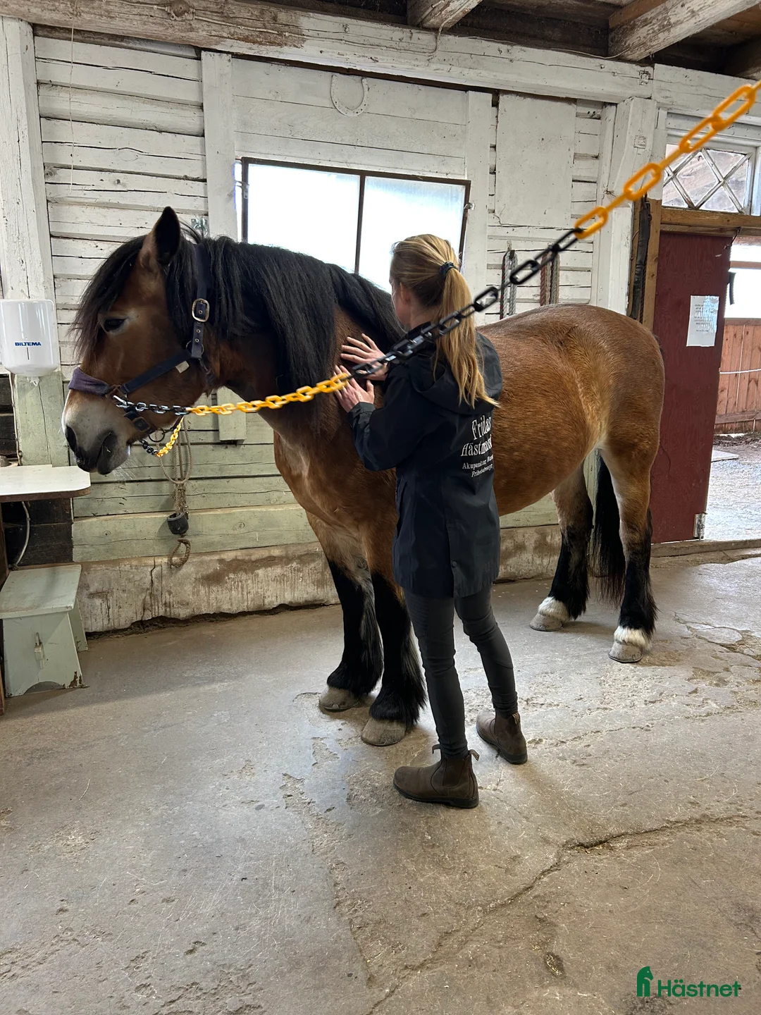 Allround hästar till salu: Trygg och lugn dam - Annons 4