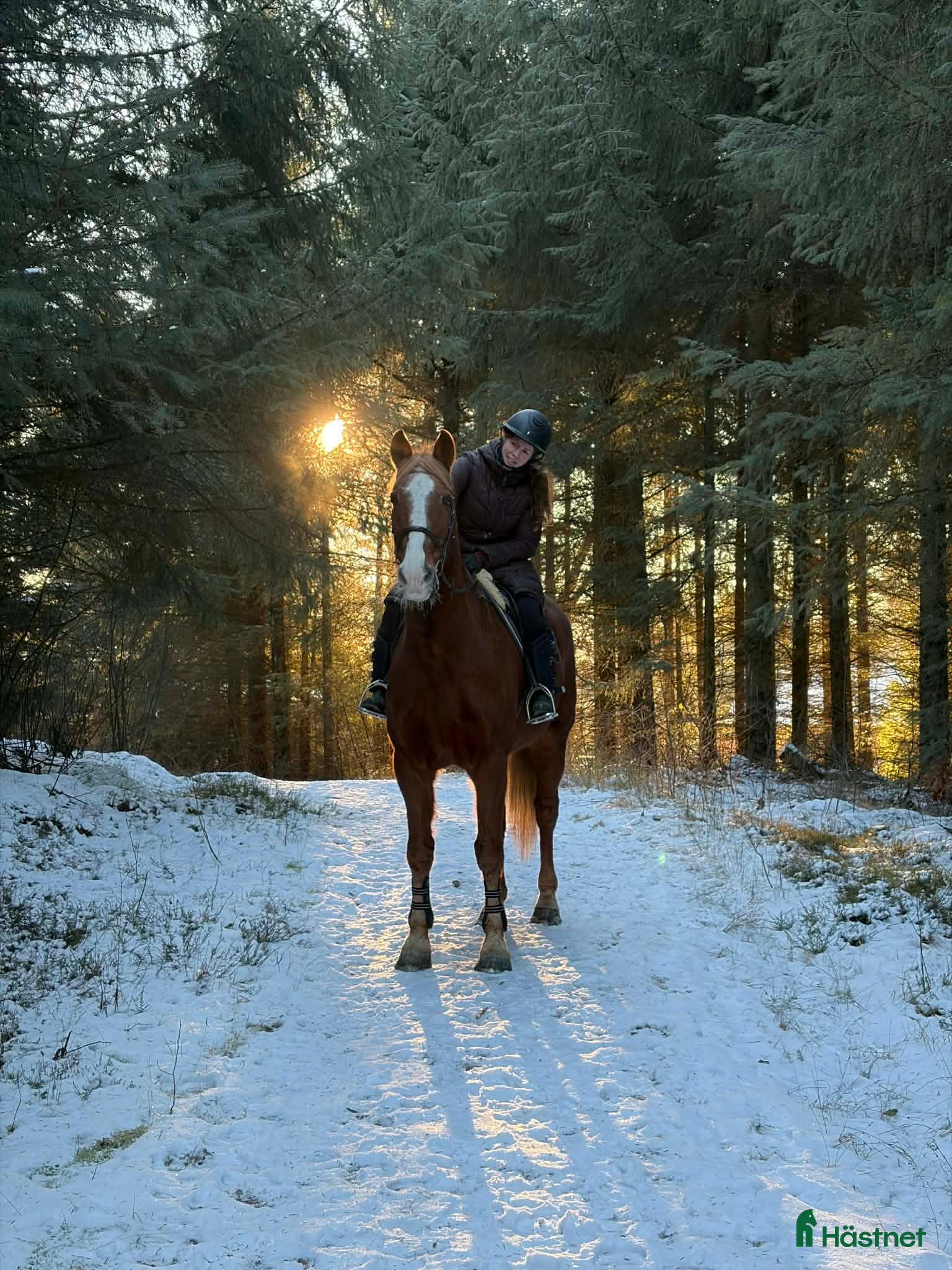  medryttarhäst finnes: Medmänniska sökes i Halmstad - Annons 1