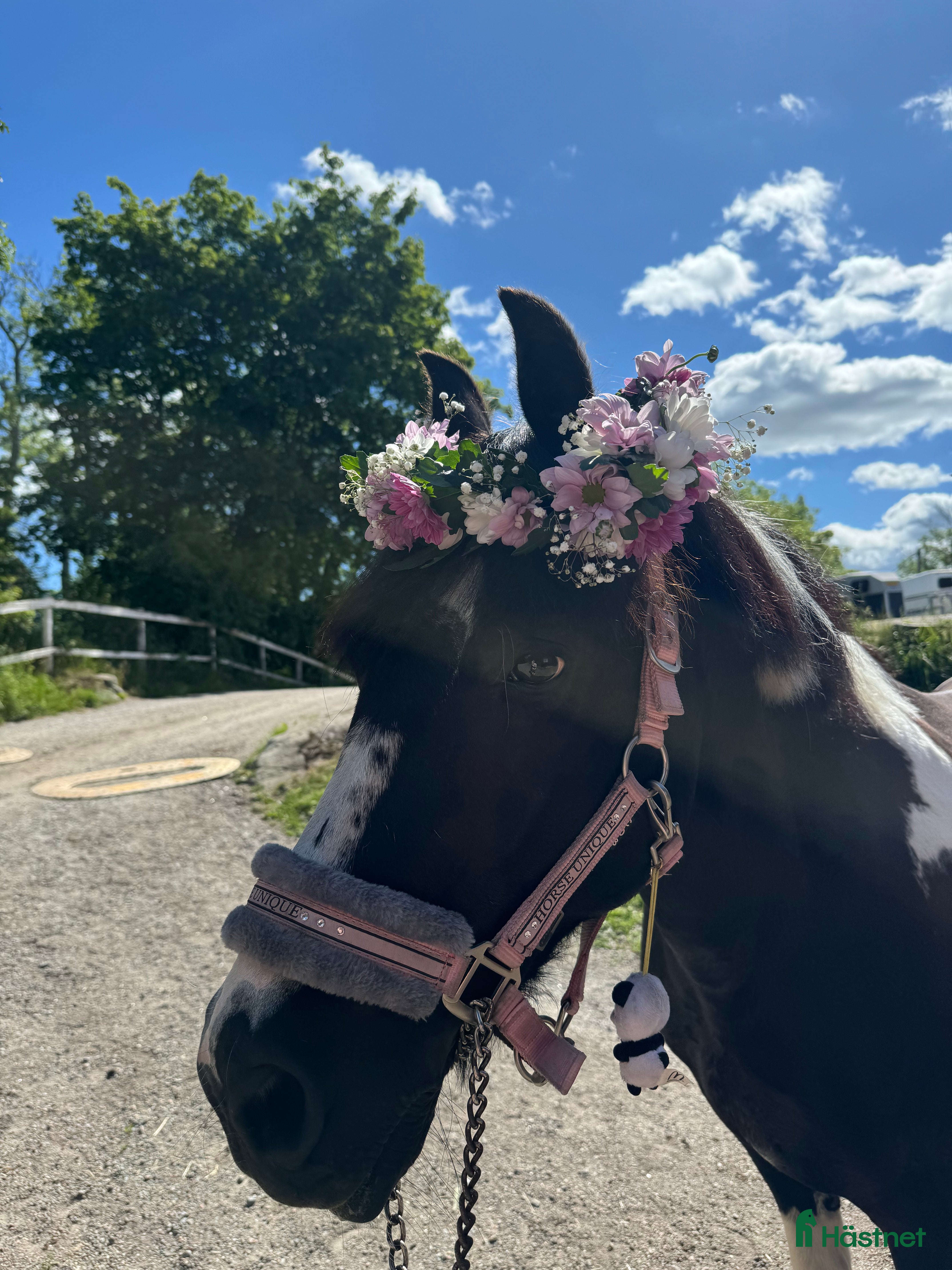  hästar Världens charmigaste energiknippe - Annons 14