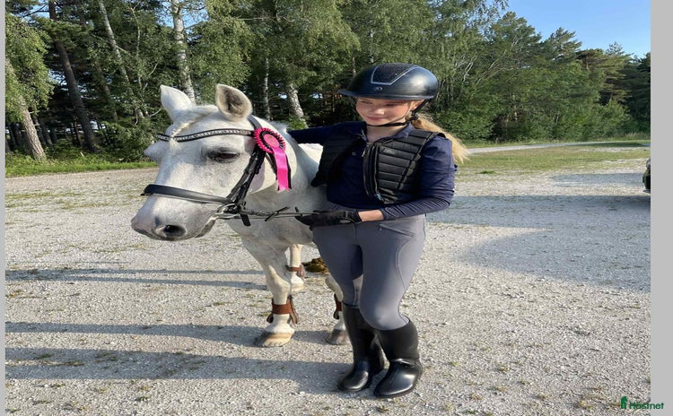  hästar i Visby - Annons 13