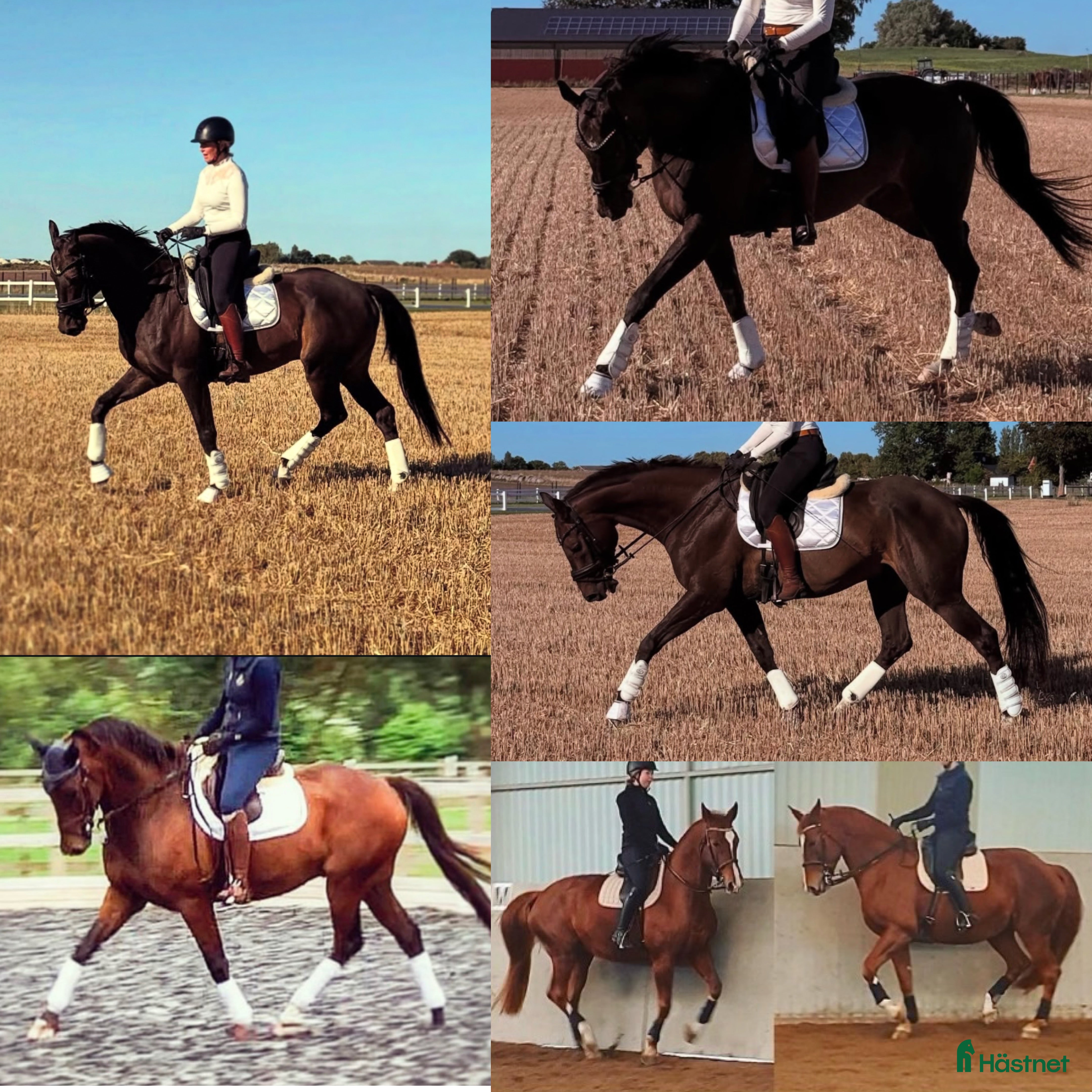  medryttarhäst sökes: Vuxen dressyrinriktad medryttare söker storhäst i Oxie - Annons 9