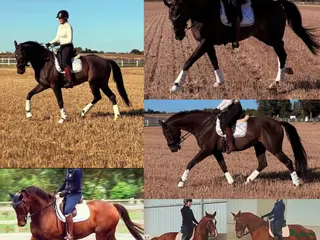 medryttarhäst sökes: Vuxen dressyrinriktad medryttare söker storhäst i Oxie - Annons 9