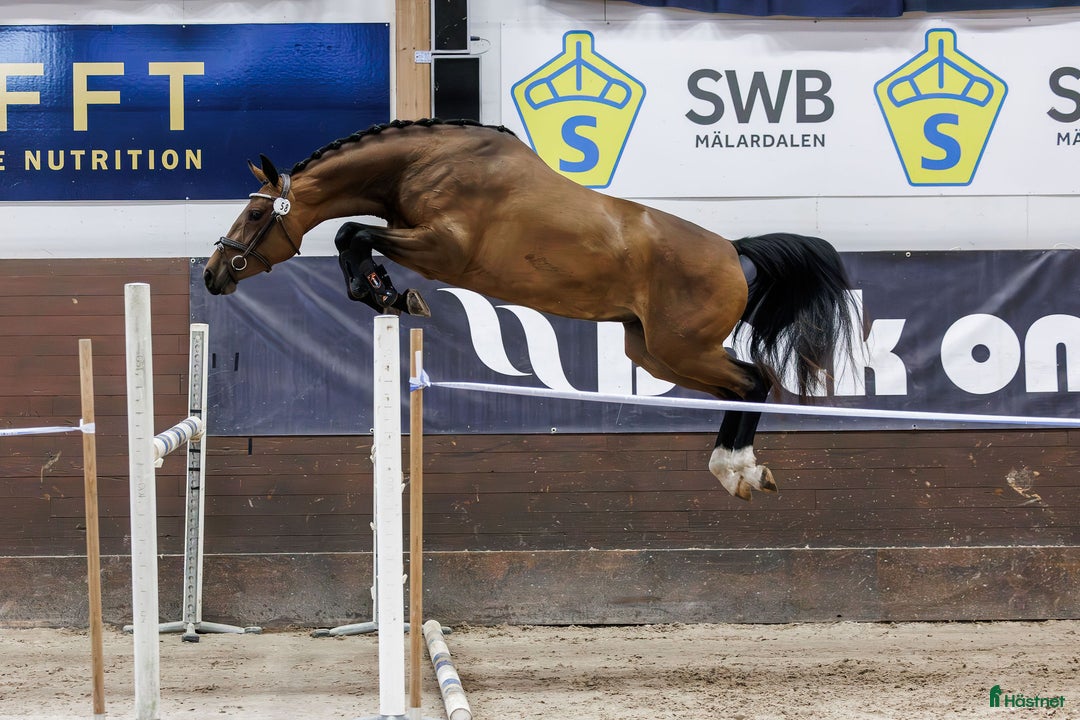 Hoppning hästar till salu: Lovande hopphäst e. Gamelus - Ludwigs Champion i Ransta - Annons 1