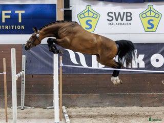hästar Lovande hopphäst e. Gamelus - Ludwigs Champion i Ransta - Annons 19