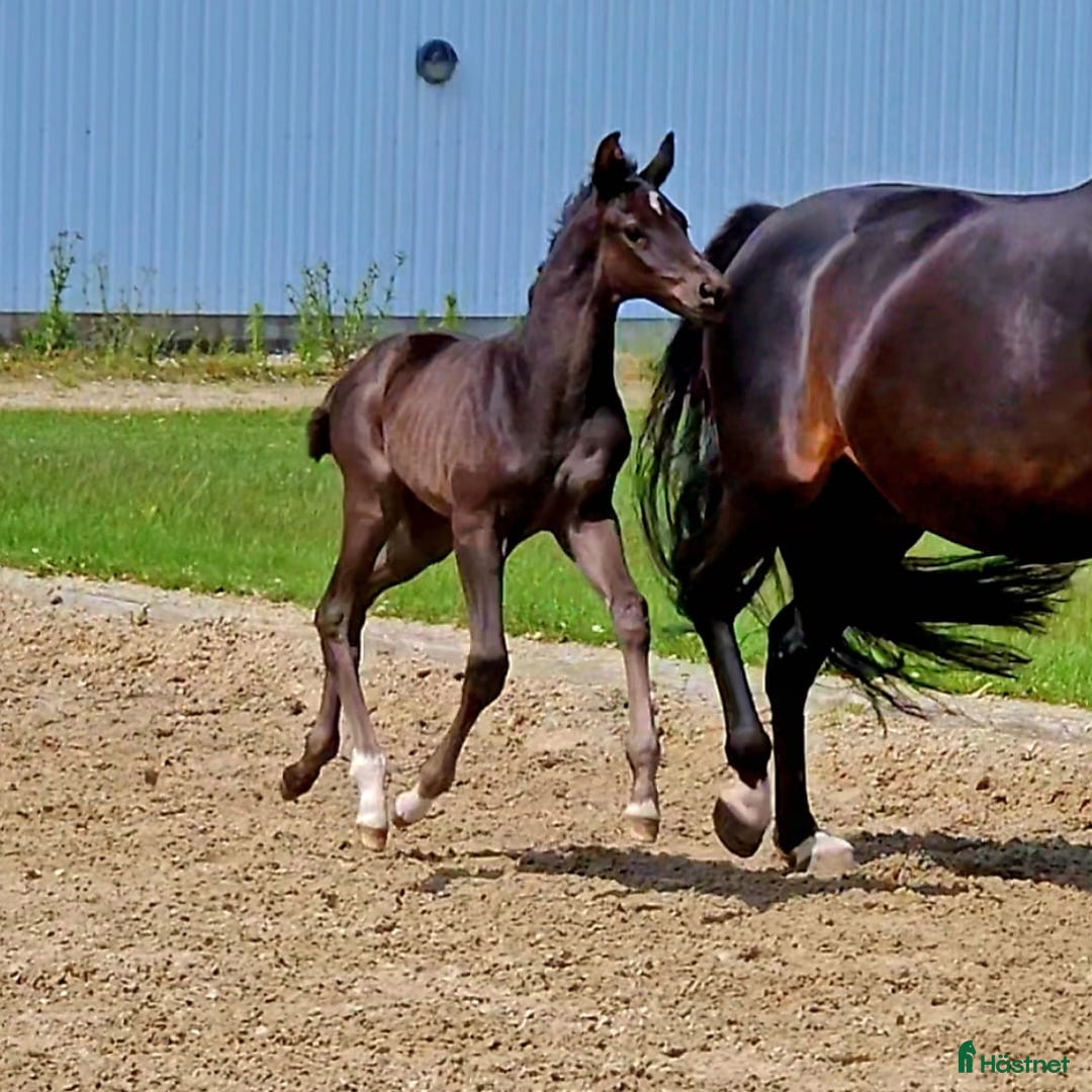 Dressyr hästar till salu: Eminent gold medal dressage foal - Annons 2