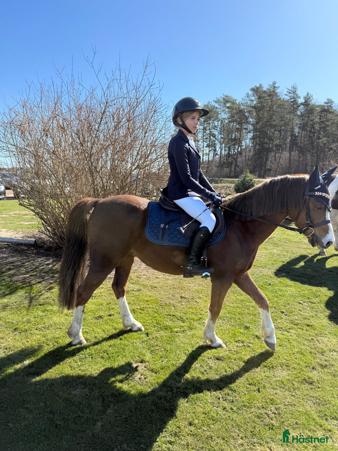 Galopp hästar till salu: Pony showjumping i Bräkne-Hoby - Annons 6