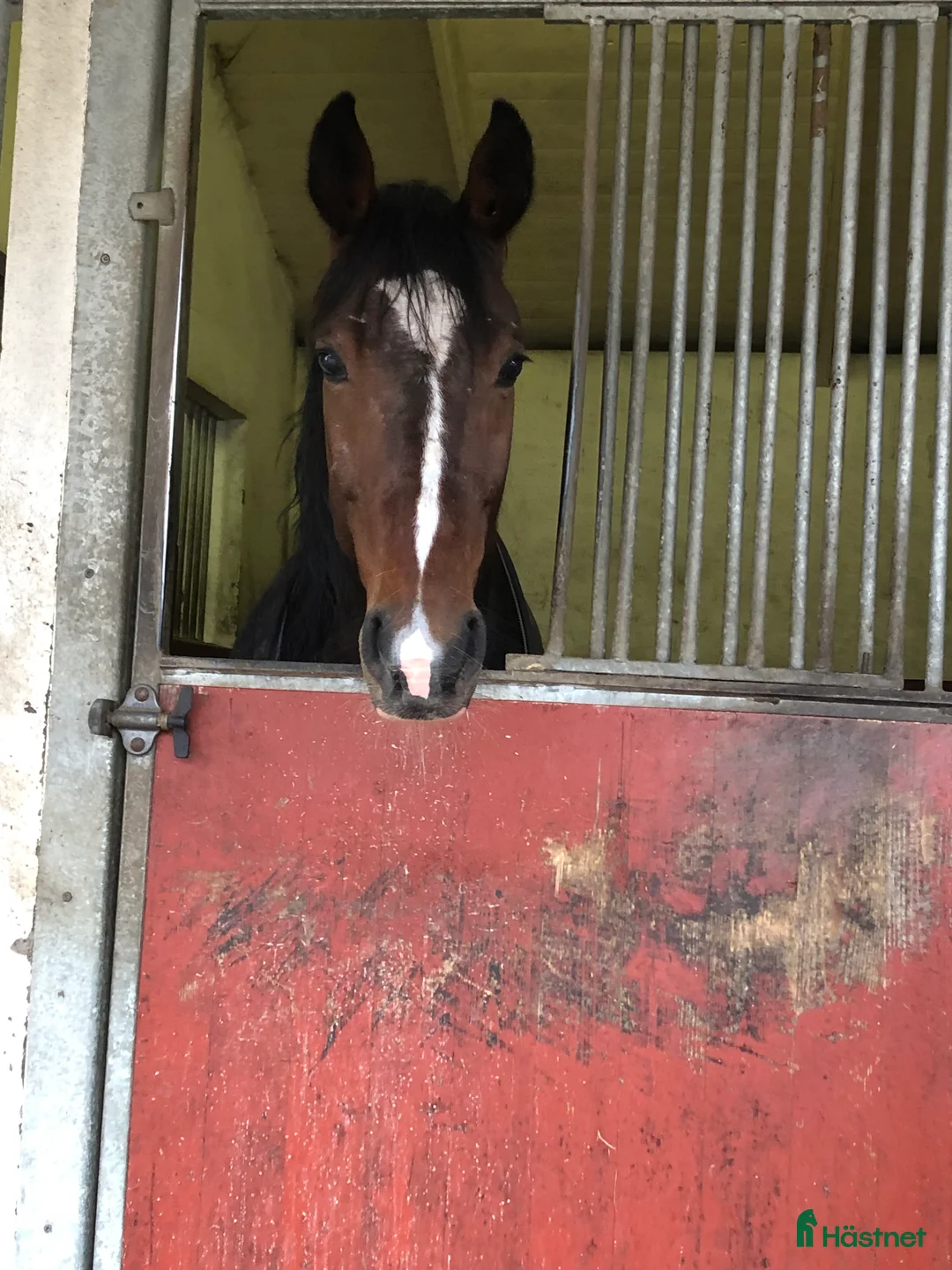 Sällskap hästar till salu: Trevlig valack  i Nybro - Annons 3