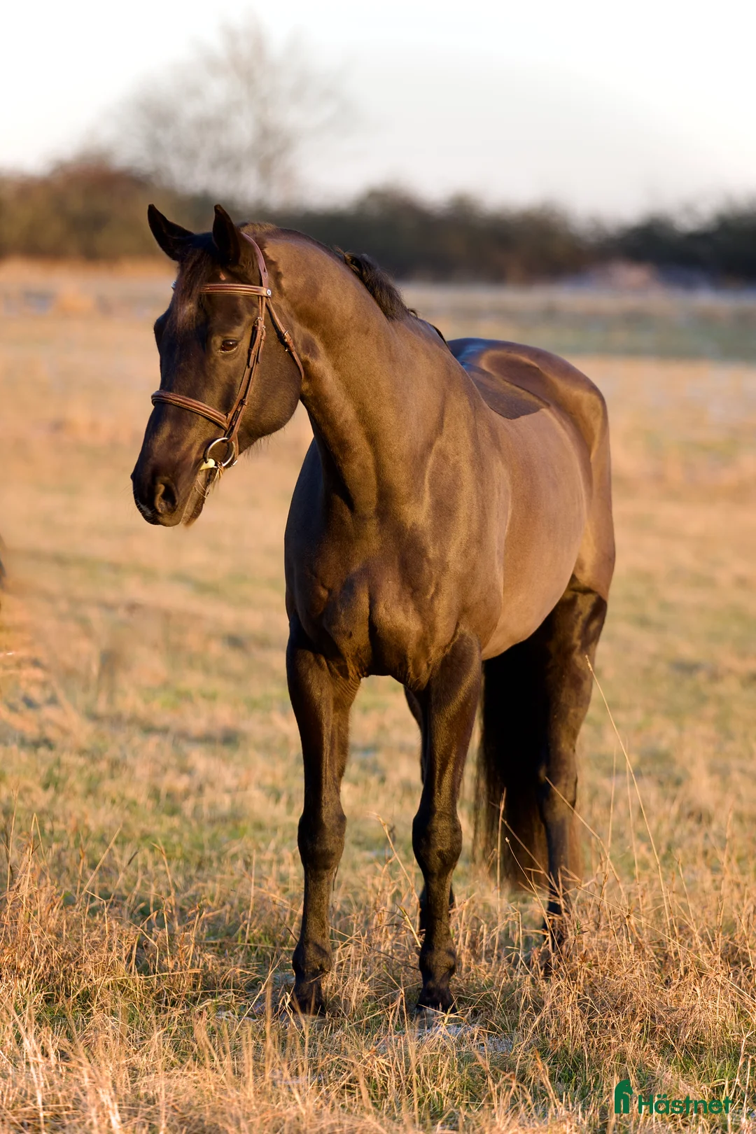 Allround hästar till salu: FYND 🌟 i Helsingborg - Annons 1