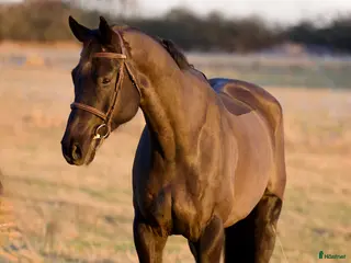hästar FYND 🌟 i Helsingborg - Annons 2