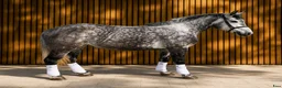 Allround hästar till salu: Super smart grey Beauty - Annons 10