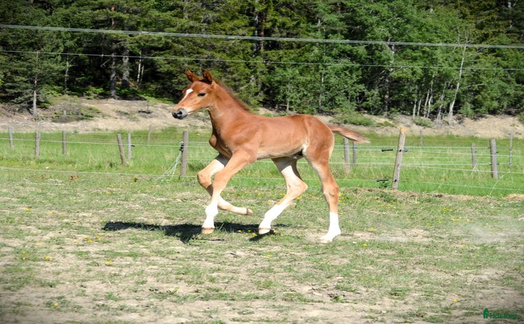  hästar i Sorunda - Annons 9