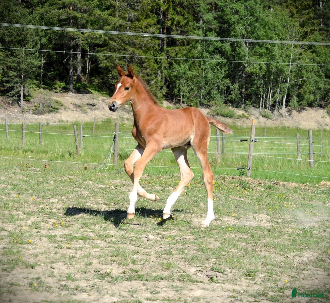 Hoppning hästar till salu: Hingstföl E Kathmandu ES Z i Sorunda - Annons 1