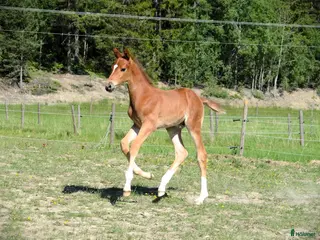 Hoppning hästar till salu: Hingstföl E Kathmandu ES Z i Sorunda - Annons 2