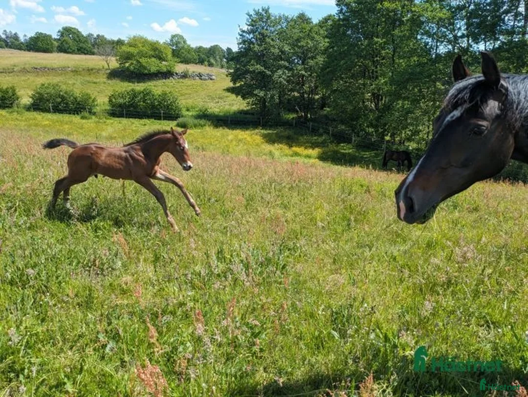 Dressyr hästar till salu: Mycket fin åring med topp dressyrstam!  i Hörby - Annons 8