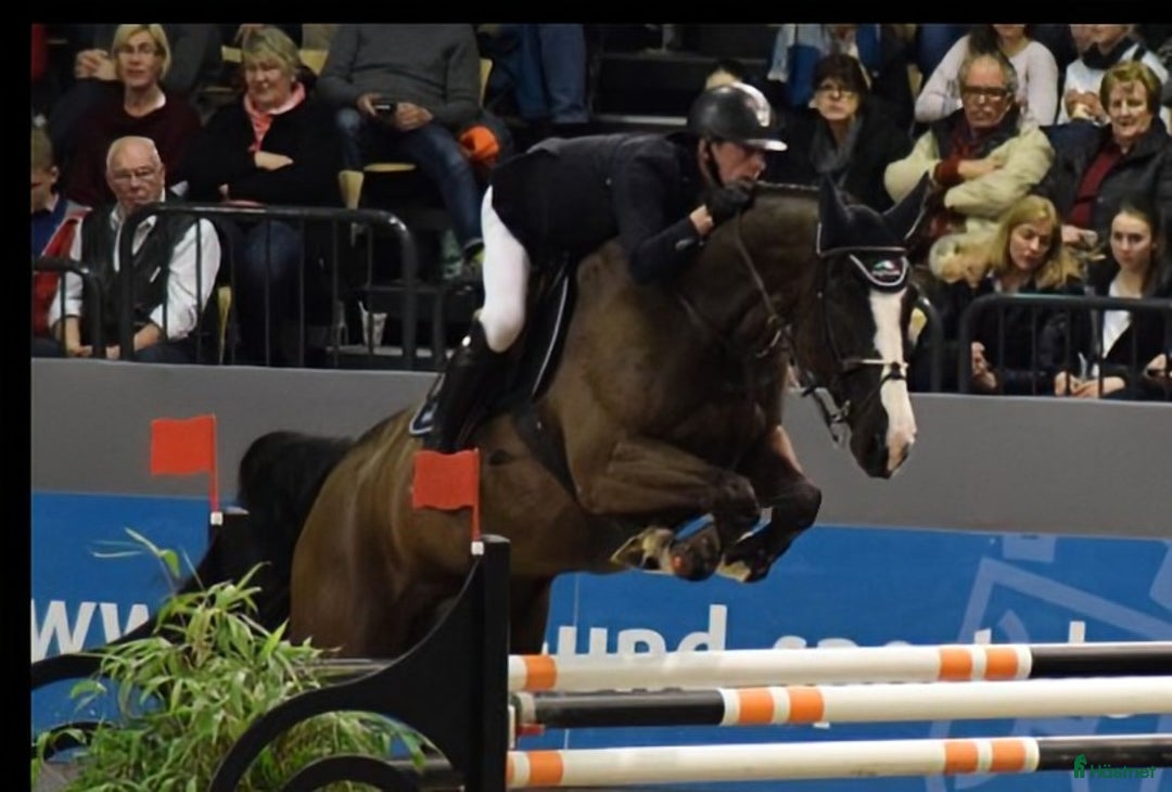  medryttarhäst finnes: Medryttare till tidigare Grand Prixhäst  i Björklinge - Annons 7