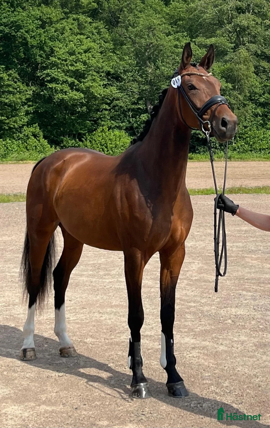 Dressyr hästar till salu: Multitalang!  i Södra Sandby - Annons 3