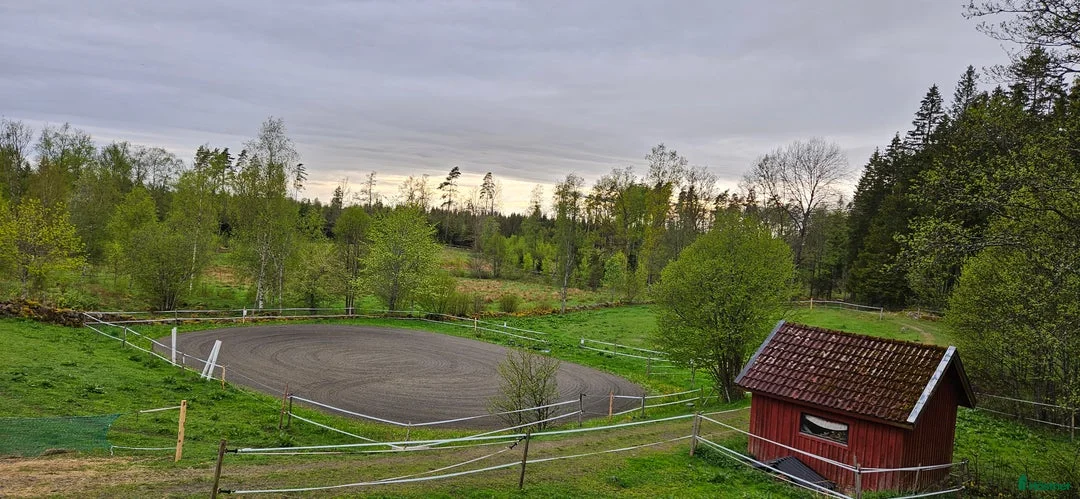 Allround hästar sökes: Har du  Gotlandsrusset jag söker ? 🐴❤️ - Annons 4
