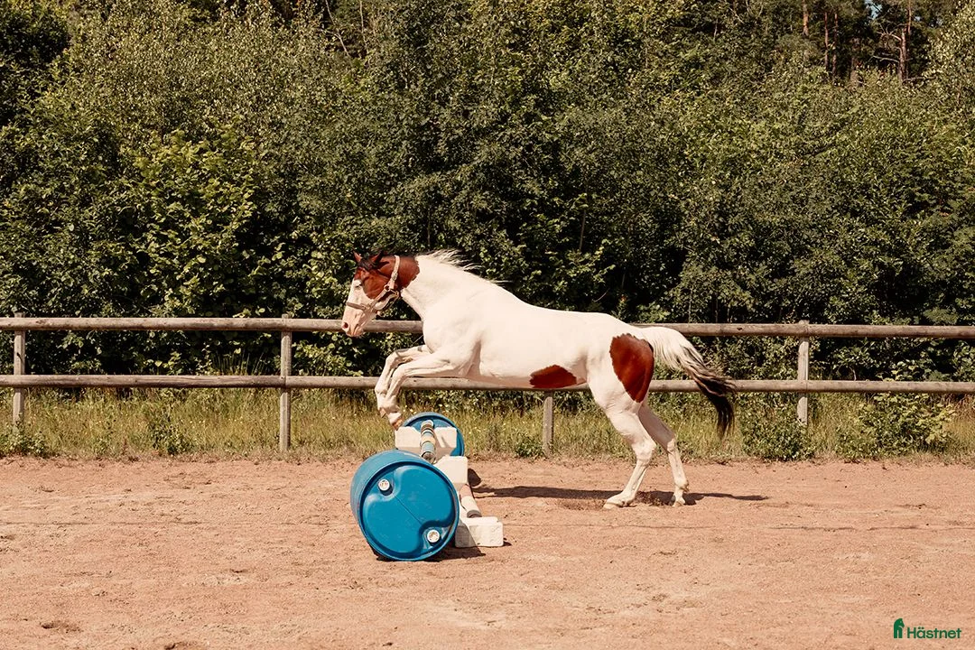 Western hästar till salu: Positiv och arbetsvillig 7-åriging i Ytterby - Annons 5